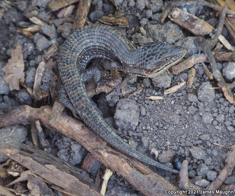 California Alligator Lizard (Elgaria multicarinata multicarinata)