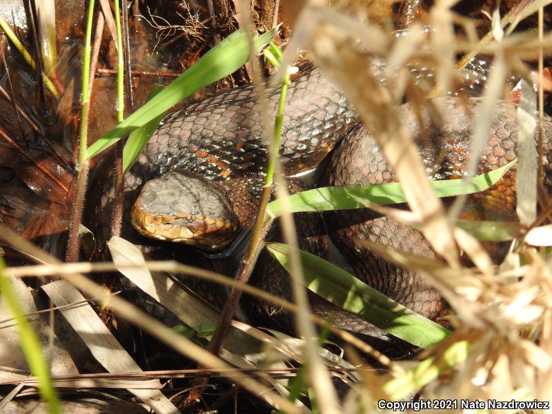 Florida Cottonmouth (Agkistrodon piscivorus conanti)