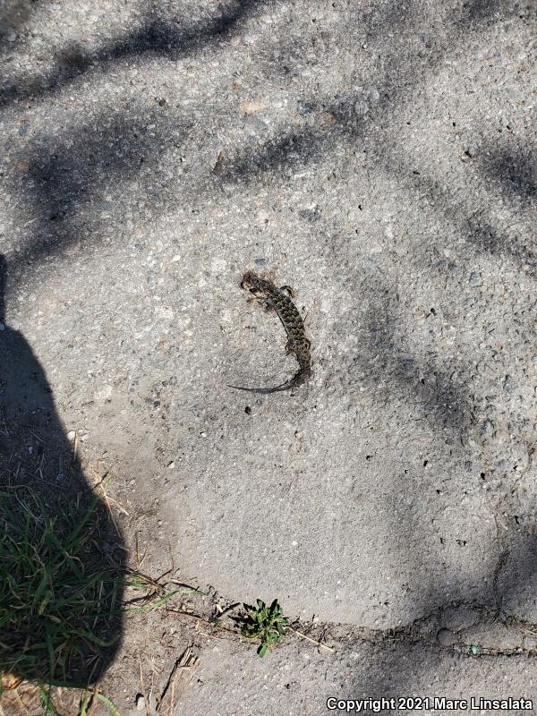 San Diego Alligator Lizard (Elgaria multicarinata webbii)