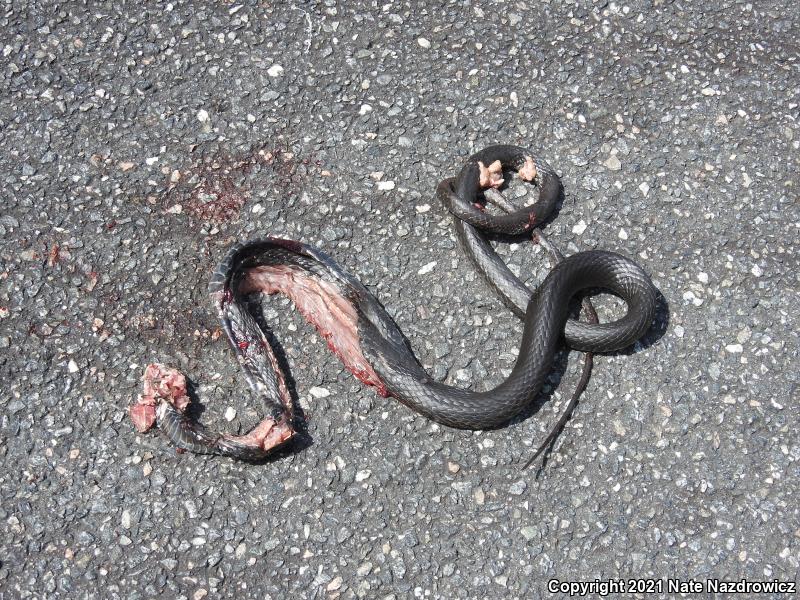 Southern Black Racer (Coluber constrictor priapus)