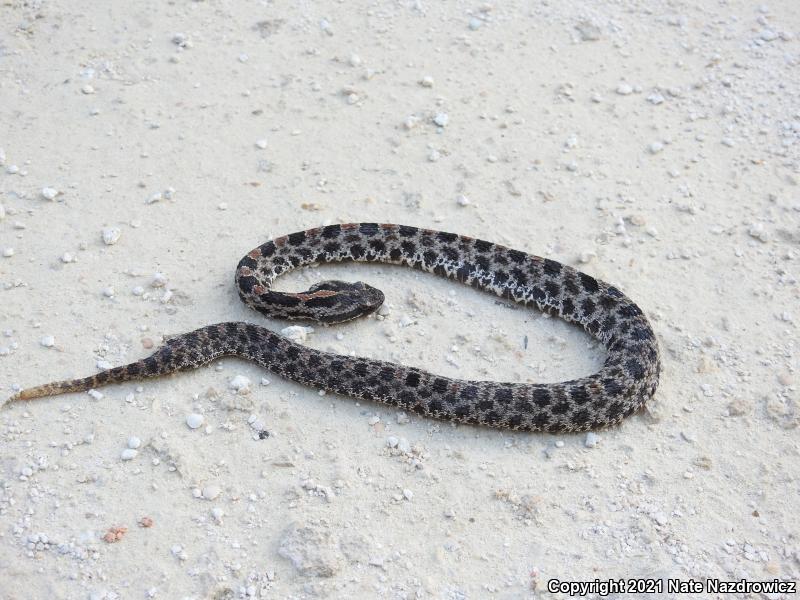 Dusky Pigmy Rattlesnake (Sistrurus miliarius barbouri)