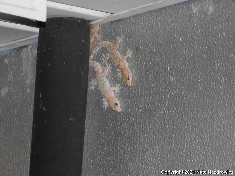 Mediterranean House Gecko (Hemidactylus turcicus)