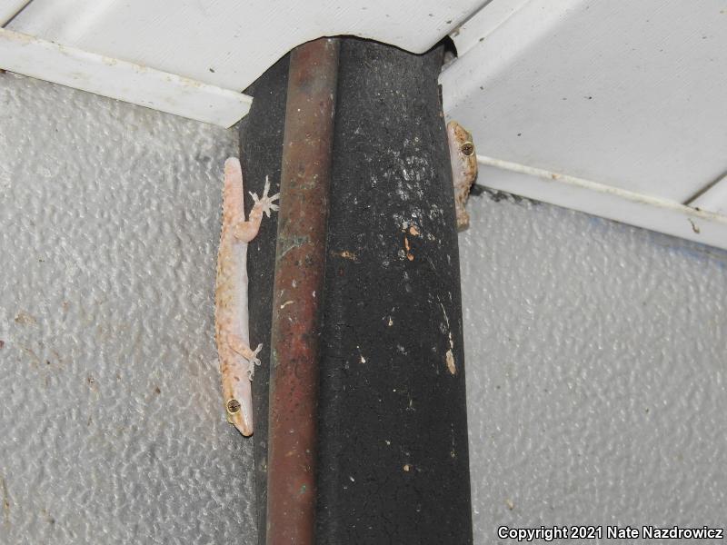 Mediterranean House Gecko (Hemidactylus turcicus)