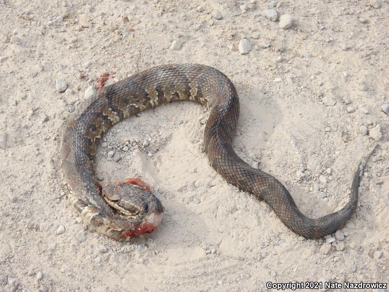 Florida Cottonmouth (Agkistrodon piscivorus conanti)