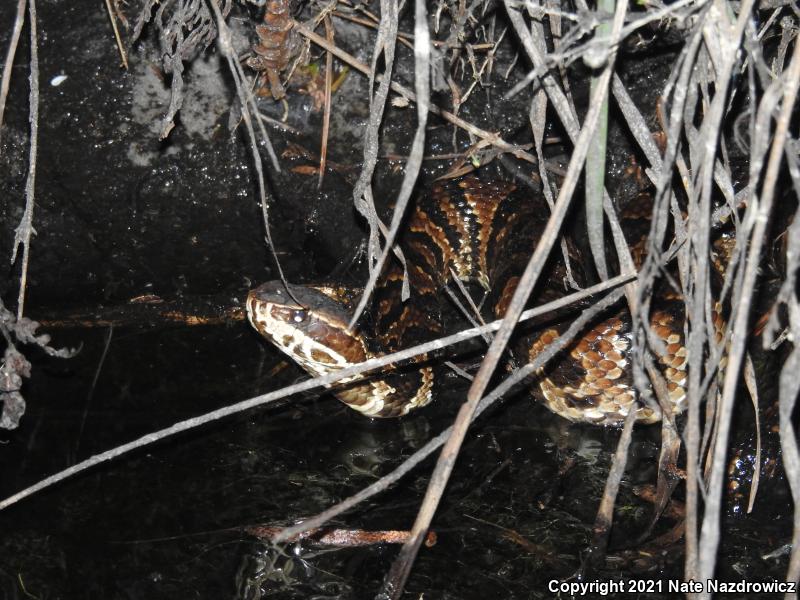 Florida Cottonmouth (Agkistrodon piscivorus conanti)