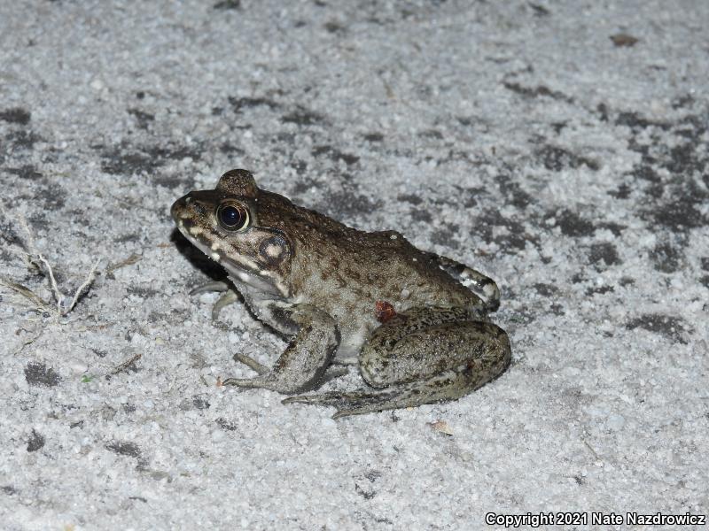 River Frog (Lithobates heckscheri)