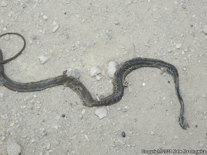 Peninsula Ribbonsnake (Thamnophis sauritus sackenii)