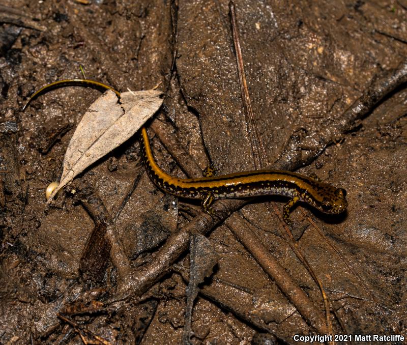 Three-lined Salamander (Eurycea guttolineata)