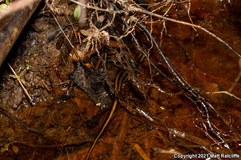 Three-lined Salamander (Eurycea guttolineata)