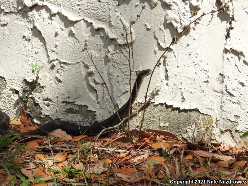 Southern Black Racer (Coluber constrictor priapus)