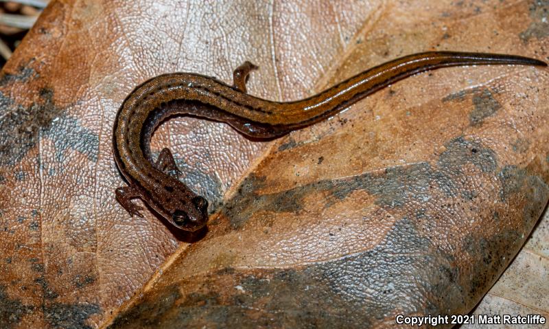 Dwarf Salamander (Eurycea quadridigitata)