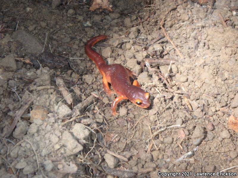 Yellow-eyed Ensatina (Ensatina eschscholtzii xanthoptica)