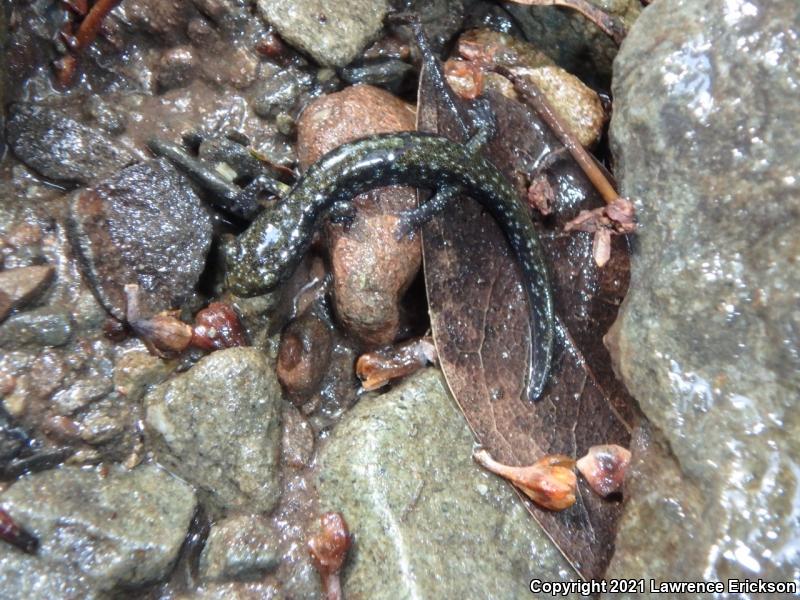 Santa Cruz Black Salamander (Aneides flavipunctatus niger)