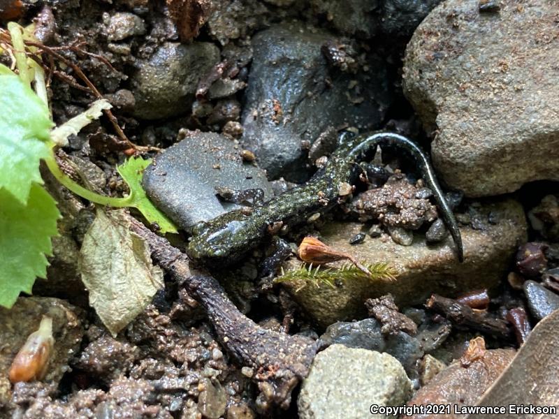 Santa Cruz Black Salamander (Aneides flavipunctatus niger)