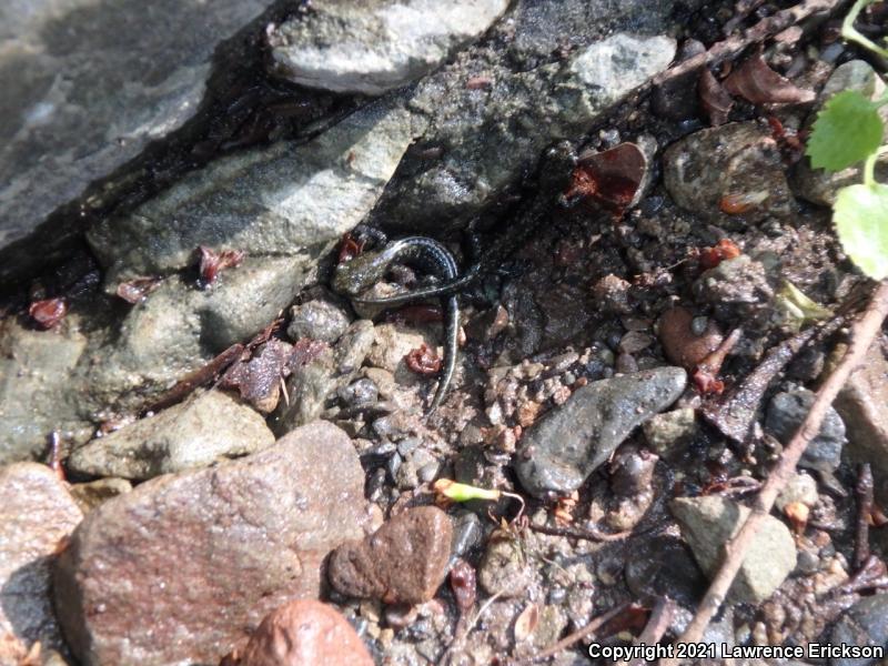 Santa Cruz Black Salamander (Aneides flavipunctatus niger)