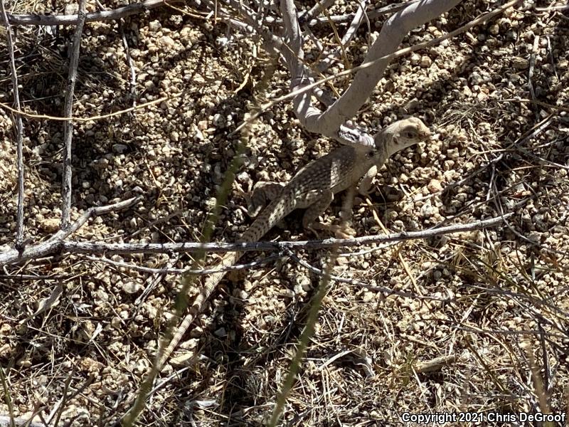 Northern Desert Iguana (Dipsosaurus dorsalis dorsalis)