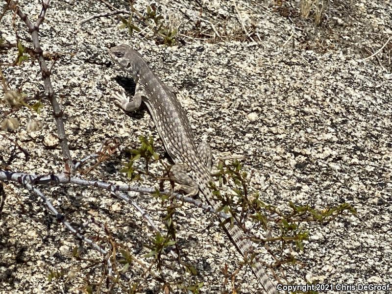 Northern Desert Iguana (Dipsosaurus dorsalis dorsalis)