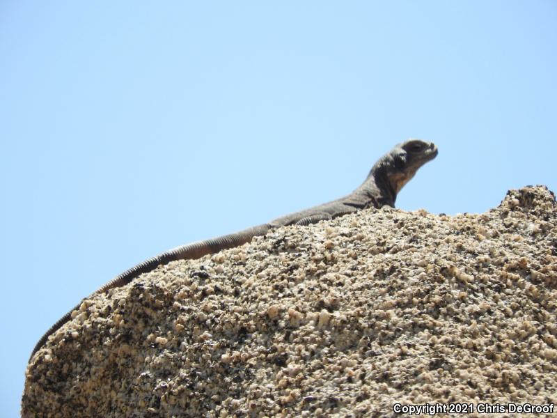 Common Chuckwalla (Sauromalus ater)