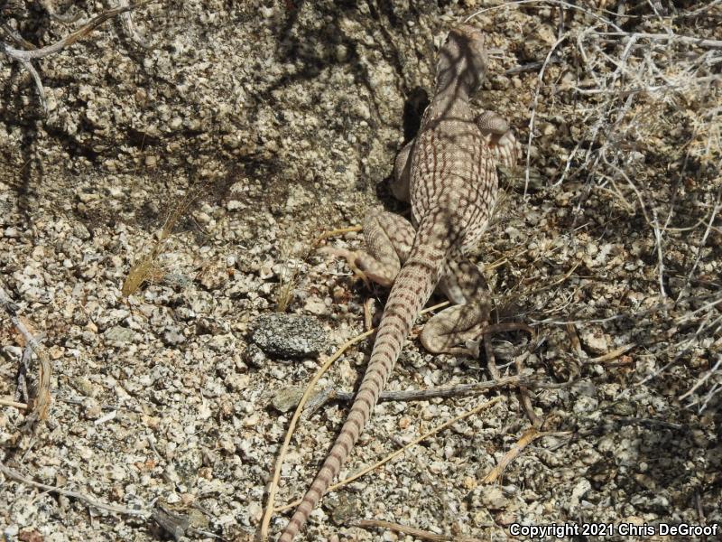 Northern Desert Iguana (Dipsosaurus dorsalis dorsalis)