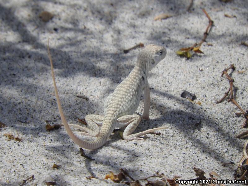 Northern Desert Iguana (Dipsosaurus dorsalis dorsalis)