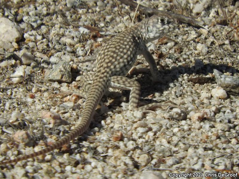 Northern Desert Iguana (Dipsosaurus dorsalis dorsalis)