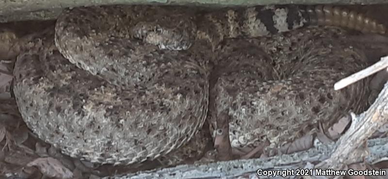 Southwestern Speckled Rattlesnake (Crotalus mitchellii pyrrhus)