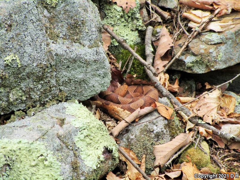 Northern  Copperhead (Agkistrodon contortrix mokasen)
