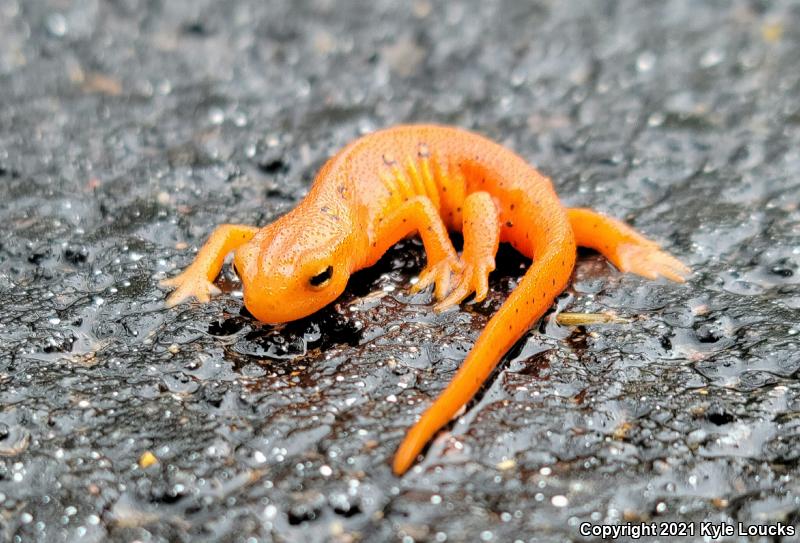 Red-Spotted Newt (Notophthalmus viridescens viridescens)