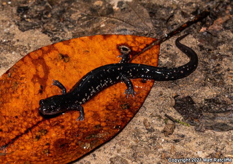 Mississippi Slimy Salamander (Plethodon mississippi)