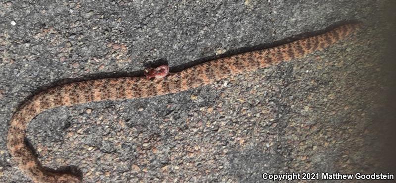 Southwestern Speckled Rattlesnake (Crotalus mitchellii pyrrhus)