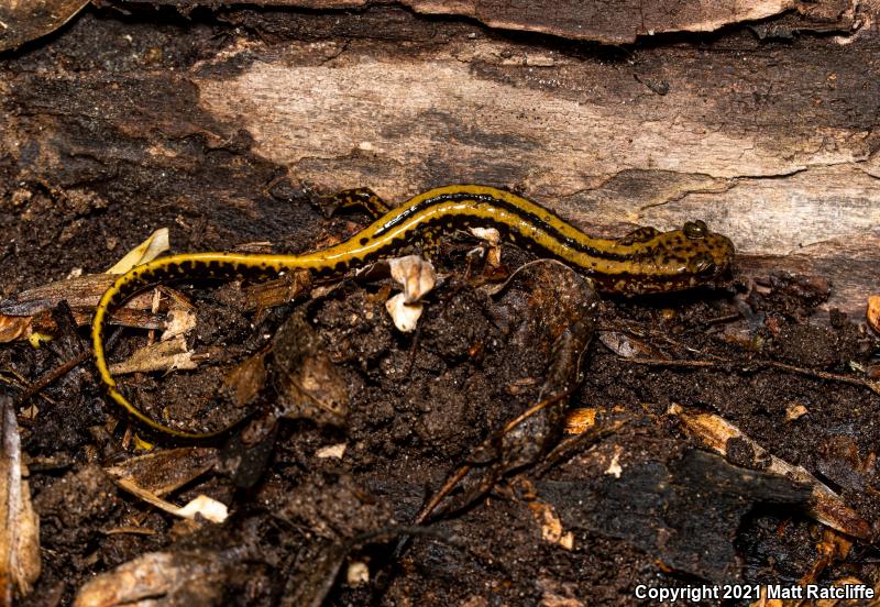 Three-lined Salamander (Eurycea guttolineata)
