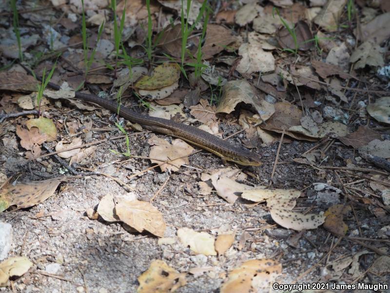 San Francisco Alligator Lizard (Elgaria coerulea coerulea)