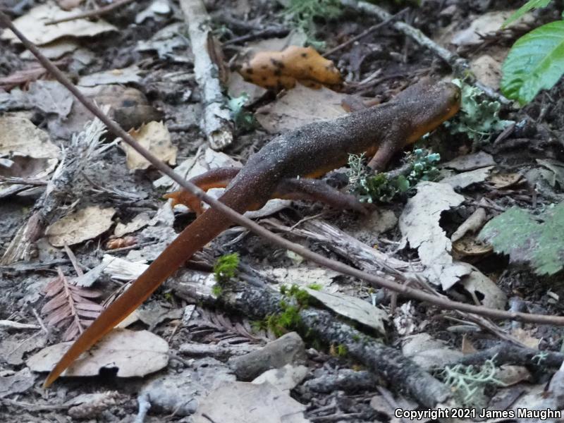 California Newt (Taricha torosa)