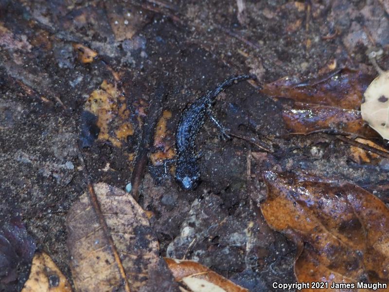 Arboreal Salamander (Aneides lugubris)