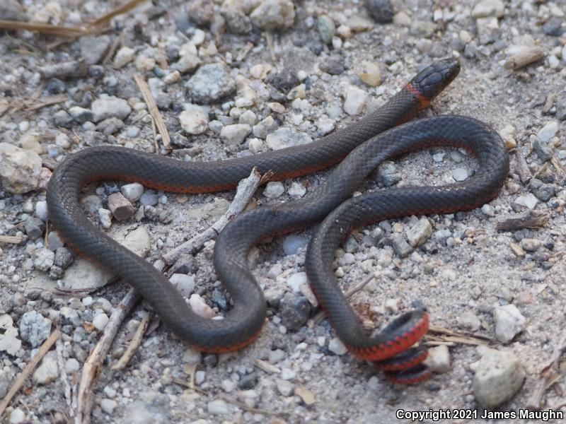 Pacific Ring-necked Snake (Diadophis punctatus amabilis)