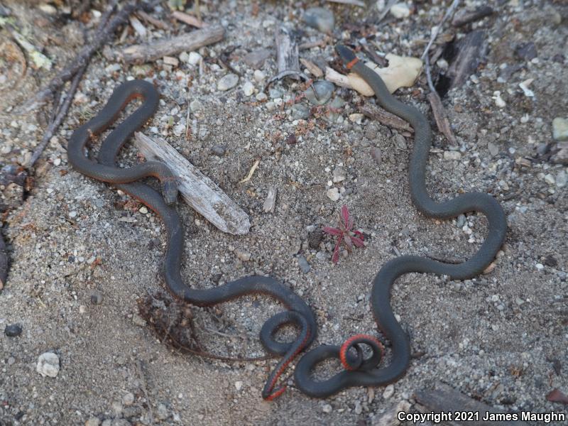 Pacific Ring-necked Snake (Diadophis punctatus amabilis)