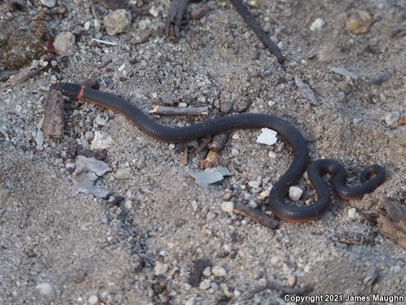 Pacific Ring-necked Snake (Diadophis punctatus amabilis)