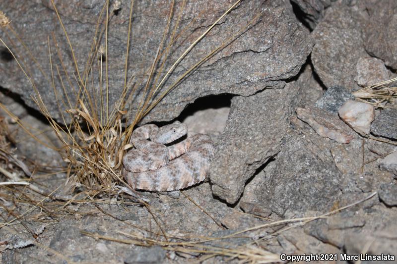 Southwestern Speckled Rattlesnake (Crotalus mitchellii pyrrhus)