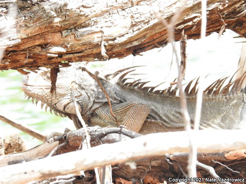 Green Iguana (Iguana iguana)