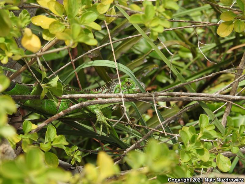 Green Iguana (Iguana iguana)