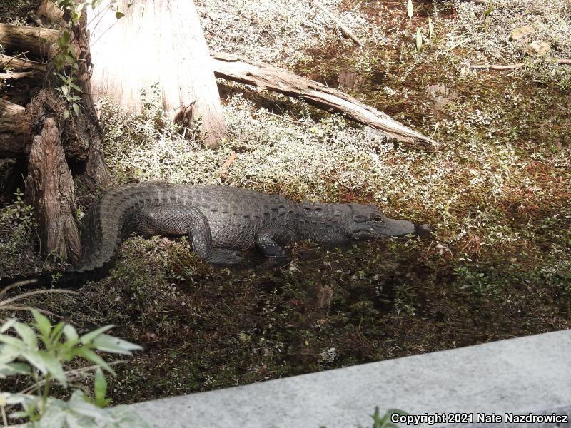 American Alligator (Alligator mississippiensis)