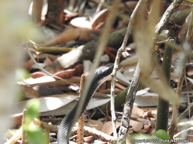 Southern Black Racer (Coluber constrictor priapus)