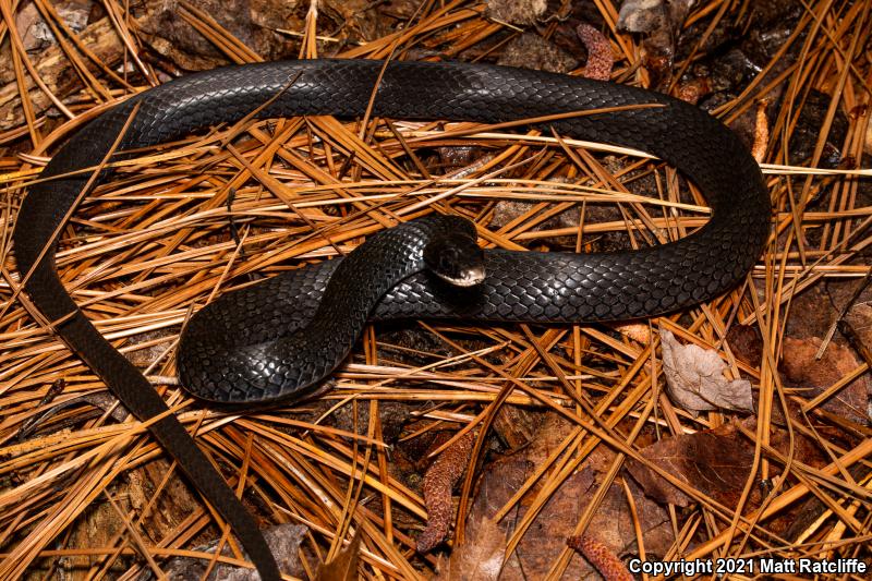 Southern Black Racer (Coluber constrictor priapus)