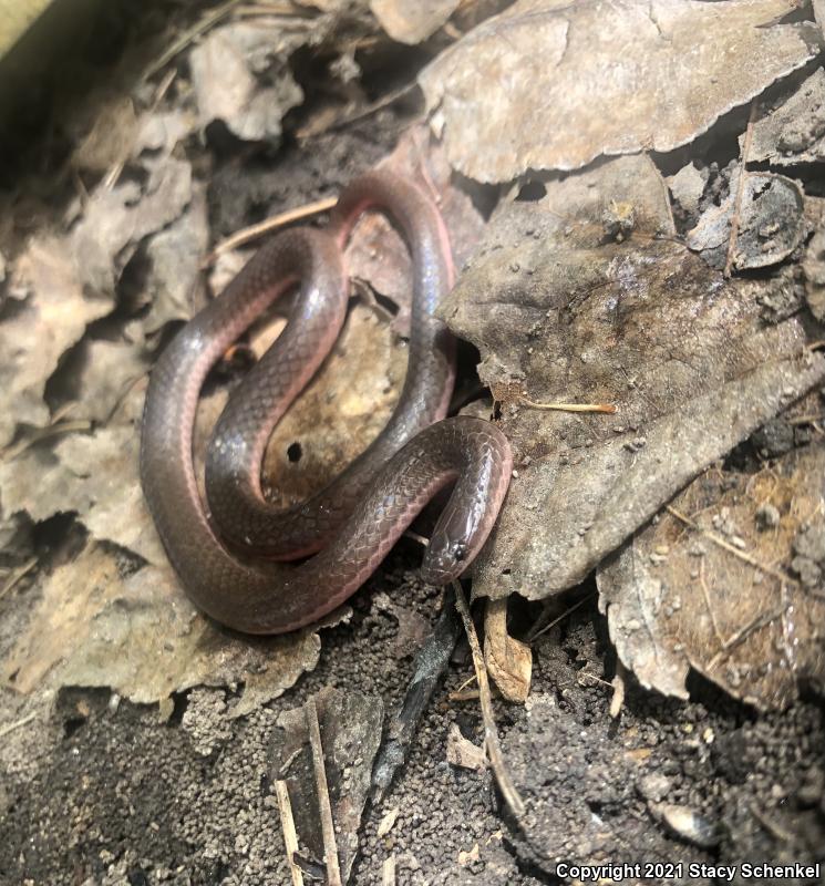 Eastern Wormsnake (Carphophis amoenus)