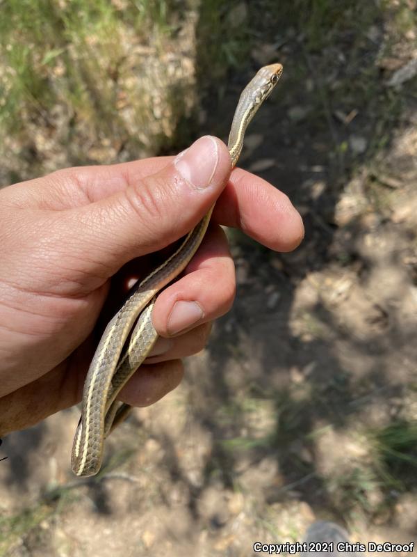 California Striped Racer (Coluber lateralis lateralis)