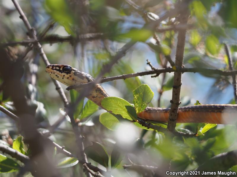 California Striped Racer (Coluber lateralis lateralis)