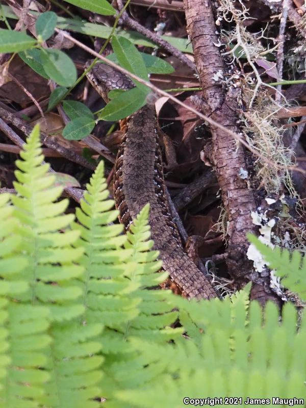 San Francisco Alligator Lizard (Elgaria coerulea coerulea)