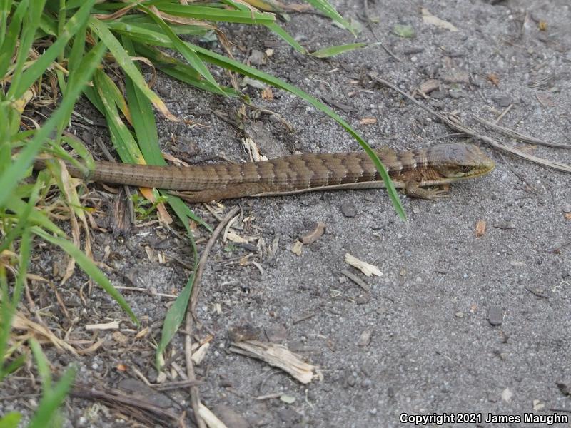 California Alligator Lizard (Elgaria multicarinata multicarinata)