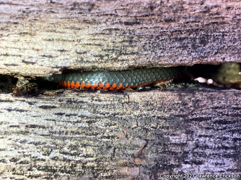 Pacific Ring-necked Snake (Diadophis punctatus amabilis)