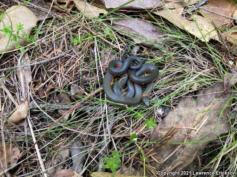 Pacific Ring-necked Snake (Diadophis punctatus amabilis)